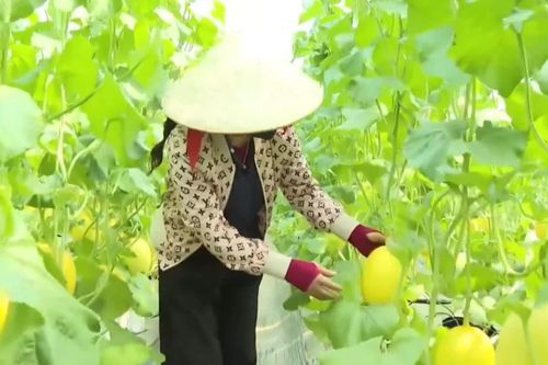 Giảm thời gian cấp mã số vùng trồng tạo lợi thế nông sản