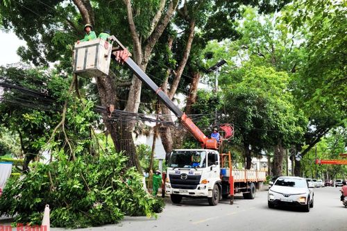 Quản lý cây xanh đô thị mùa mưa bão