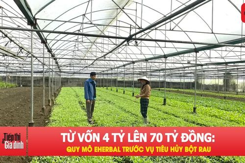 Quy mô doanh nghiệp sản xuất bột rau bị tiêu hủy gây chú ý