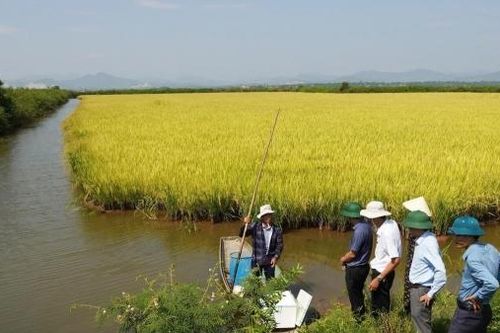 Nuôi tôm càng xanh 'vượt lũ' thích ứng với biến đổi khí hậu