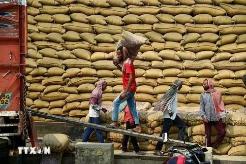 Nông sản thế giới biến động trái chiều: Gạo và cà phê tăng, ngũ cốc Mỹ giảm