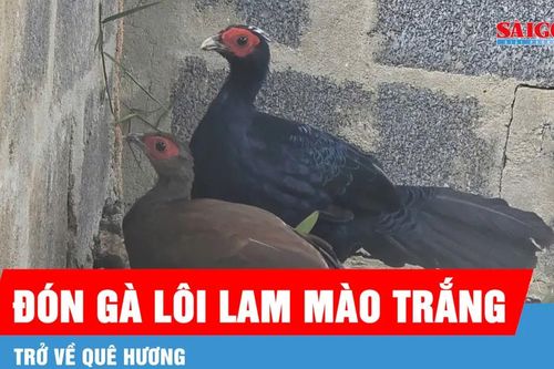Đón 10 cá thể gà lôi lam mào trắng từ châu Âu trở về Quảng Trị