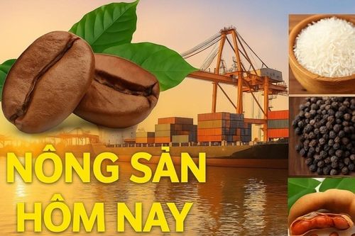 Giá nông sản hôm nay 5/8/2026: Giá cà phê trong nước khó bứt phá mạnh, Giá tiêu đi ngang; Giá xăng dầu giảm liên tiếp không chỉ do đàm phán Mỹ-Iran
