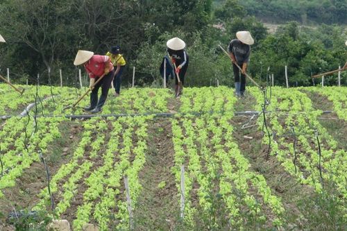 Hỗ trợ đất sản xuất cho đồng bào: Khi địa phương 'bỏ khó, chọn dễ'