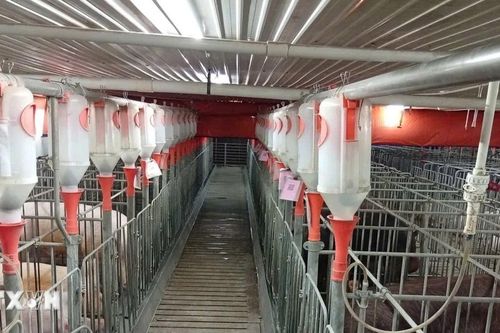 Gia Lai chấp thuận hai dự án chăn nuôi công nghệ cao trị giá hơn 3.600 tỷ đồng