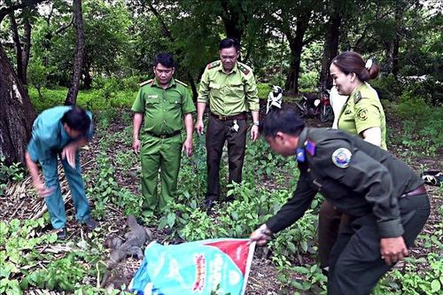 Thả kỳ đà hoa về rừng đặc dụng vườn chim Bạc Liêu