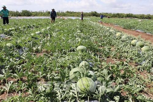 Dưa hấu Gò Công vươn xanh trên vùng đất mặn Đồng Tháp