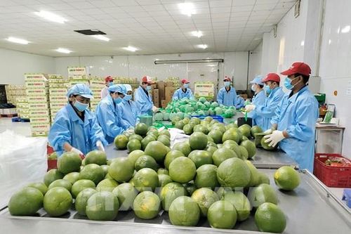 7 tháng thu ngân sách từ xuất nhập khẩu tăng gần 19%