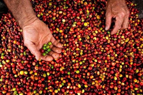 Giá nông sản hôm nay (5/8): Giá thịt heo hơi tiếp tục giảm, cà phê dao động trong khoảng 96.000 - 96.500 đồng/kg