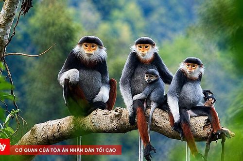 Khánh Hòa: Xử lý nghiêm việc mua bán, chế biến động vật rừng nguy cấp, quý, hiếm