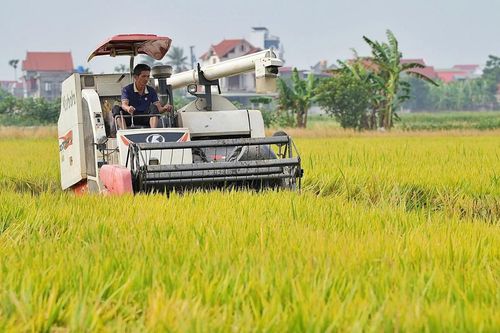 VCCI: Xóa bỏ rào cản thị trường, minh bạch cơ chế chỉ định thương nhân xuất khẩu gạo