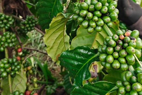 Cập nhật giá cà phê hôm nay 5/8/2026: Cung khan hiếm đẩy Robusta lên gần 3.900 USD/tấn