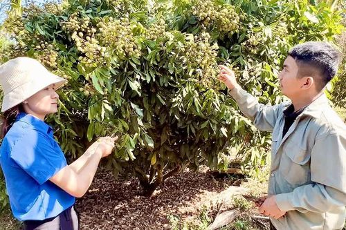 Người trẻ làm giàu từ nông nghiệp đa canh