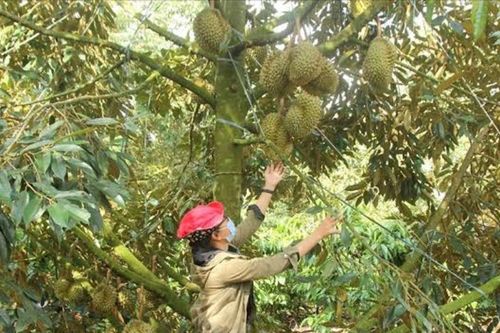 Từ truy xuất nguồn gốc đến bảo hộ tài sản trí tuệ: 'Vé thông hành' cho nông sản xuất khẩu