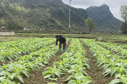 Phê duyệt và công bố kết quả thống kê diện tích đất đai năm 2025