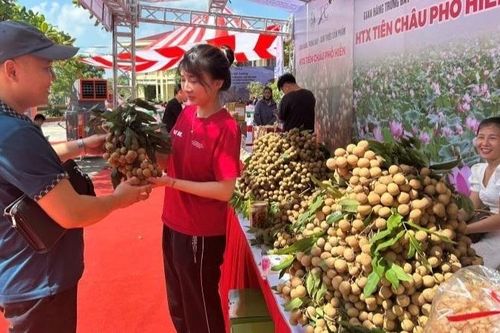 Hưng Yên: Xã Tân Hưng tổ chức xúc tiến thương mại tiêu thụ nhãn