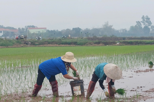 Khai thác hiệu quả quỹ đất nông nghiệp