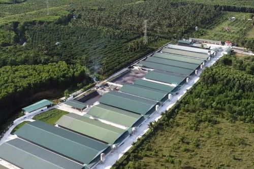 Gia Lai đầu tư chuỗi chăn nuôi công nghệ cao hơn 3.600 tỷ đồng