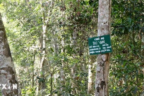 Bất cập việc ngừng giao khoán quản lý, bảo vệ rừng ở Nam Cát Tiên