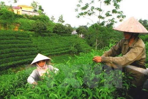 Nhận diện thương hiệu 'Chè Thái Nguyên' trên nền tảng số