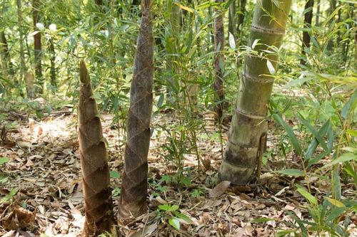 Phát minh của Trung Quốc rung chuyển ngành xây dựng: Dùng oại cây mọc đầy ở Việt Nam tạo vật liệu cứng như thép, có thể thay gỗ