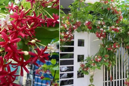 Người trồng sử quân tử nên đặc biệt lưu ý điều này kẻo 'rước họa' vào người