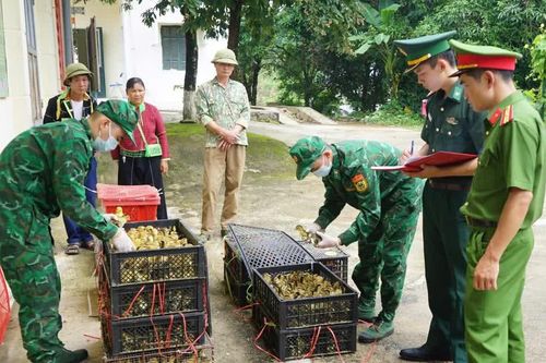 Bộ đội Biên phòng Lạng Sơn liên tiếp ngăn chặn nhập lậu gia cầm giống, thực phẩm đông lạnh