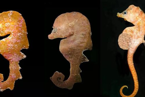 Bị nhầm là cá ngựa, sinh vật này hóa ra thuộc một chi hoàn toàn mới