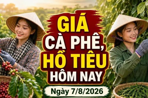 Giá cà phê, hồ tiêu hôm nay 7/8: Cà phê lao dốc, giá tiêu đi ngang