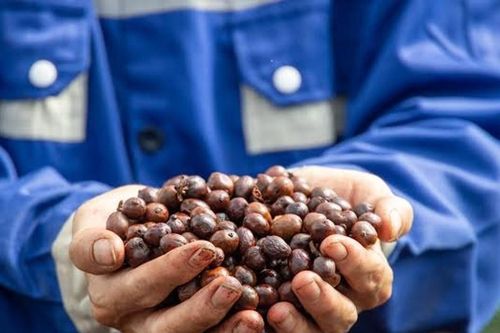 Giá cà phê hôm nay 7/8/2026: Tây Nguyên đồng loạt lùi 1.500 đồng/kg, hai sàn quốc tế cùng quay đầu
