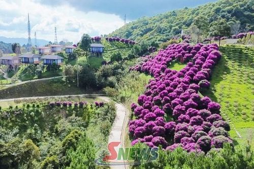 Đánh thức tiềm năng du lịch trên đèo Pha Đin