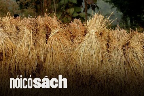 Trà trong 'đại trà' nghĩa là gì?