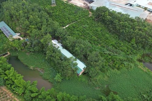 Trang trại heo bị tố ô nhiễm, cơ quan chuyên môn 'chưa biết'?