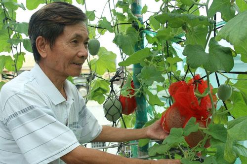 Phát triển nông nghiệp xanh trên sân thượng