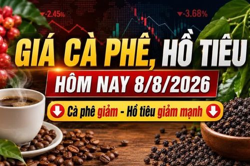 Giá cà phê, hồ tiêu hôm nay 8/8: Hai mặt hàng cùng giảm