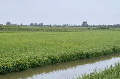 Nâng tầm giá trị lúa - tôm Cà Mau, HTX tạo tài sản trí tuệ
