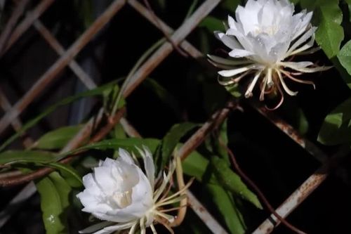 Đêm trắng đợi hoa quỳnh