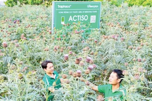'Đòn bẩy'cho công nghiệp dược liệu