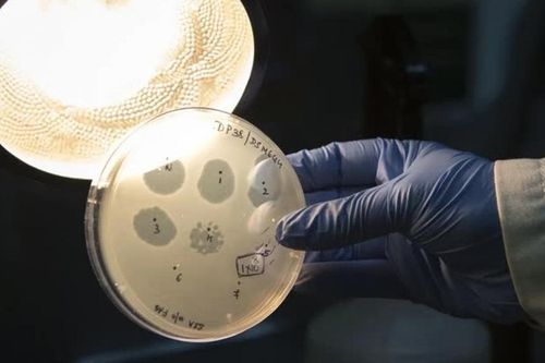 AI thiết kế virus mới mở ra hướng điều trị vi khuẩn kháng thuốc