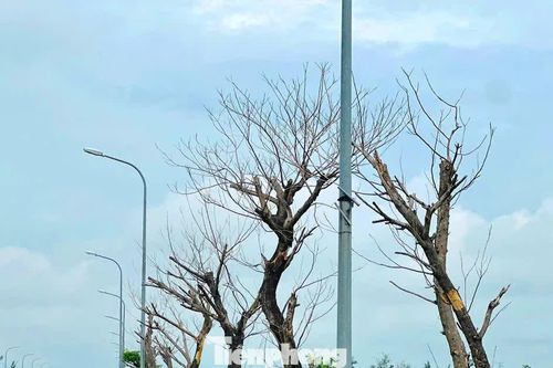 Hai dự án gần 9 tỷ đồng chưa bàn giao, nhiều cây xanh đã chết: Chủ đầu tư nói gì?