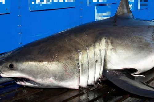 Phát hiện con cá 'khổng lồ' nặng gần 700 kg