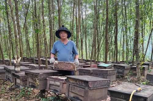 Gia Lai liên kết phát triển bền vững nghề nuôi ong