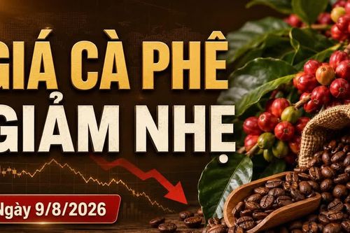 Giá cà phê hôm nay 9/8/2026 giảm, Arabica bất ngờ tăng hơn 4%