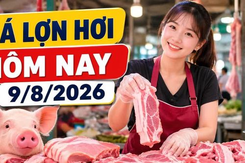 Giá lợn hơi hôm nay 9/8/2026 giảm tiếp, mức 62.000 đồng/kg biến mất