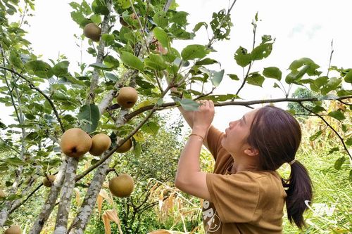 Lê bản địa bén rễ ở Bản Cám