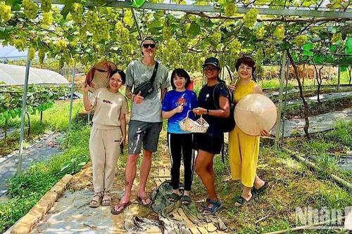 Trải nghiệm ấn tượng vườn nho tại Lương Sơn (Phú Thọ)