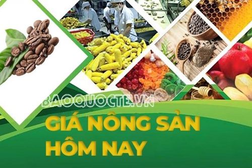 Giá nông sản hôm nay 10/8/2026: Giá cà phê cao bất chấp dự báo sản lượng, nghịch lý thị trường? Mỹ gia tăng áp lực lên đối tác thương mại quan trọng