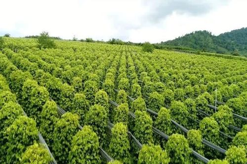 Xuất khẩu hồ tiêu tăng trưởng tích cực, ngành gia vị tập trung nâng cao giá trị