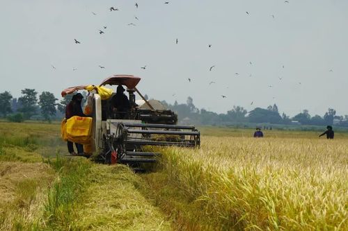 Đồng Tháp: Nhộn nhịp thu hoạch lúa Hè Thu ở khu vực biên giới