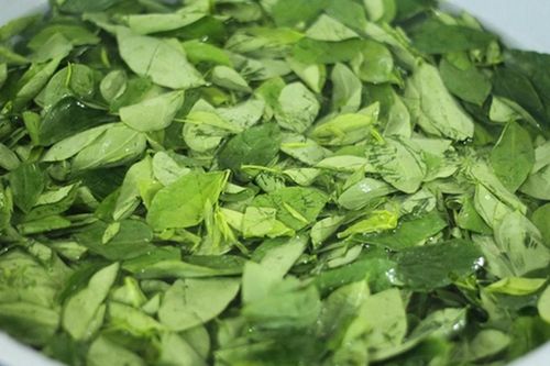 Loại rau quen thuộc từng làm hàng rào, nay được săn tìm vì được ví như 'cây thuốc'